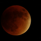 Illustration for article titled 34 Amazing Photos Of The Super Blood Moon